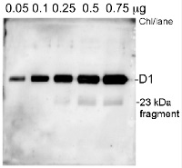 PsbA | D1 protein of PSII, DE-loop in the group Antibodies Plant/Algal  / Photosynthesis  / PSII (Photosystem II) at Agrisera AB (Antibodies for research) (AS10 704)